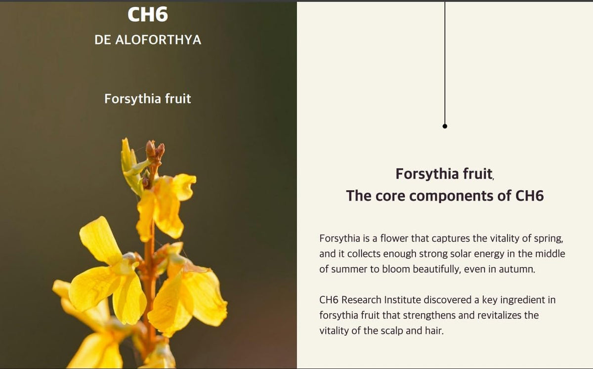 Wasfa Kalwanji CH6 Shampoo